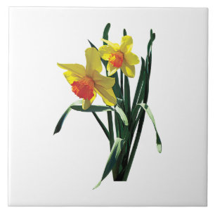 Carreau Jonquilles curieuses