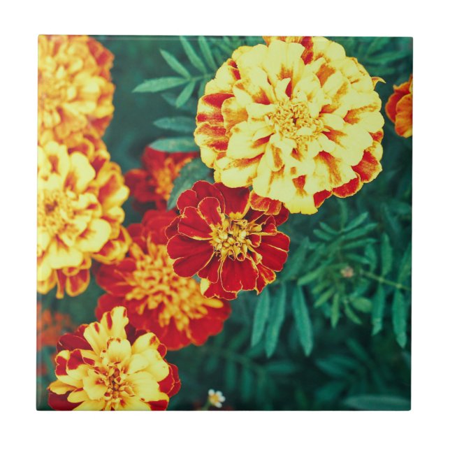 Carreau Joyeuse Fleurs de Marigold brillant Floral (Devant)