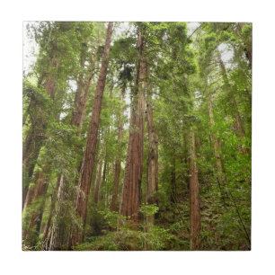 Carreau Jusqu'à Redwoods I au monument national de Muir Wo