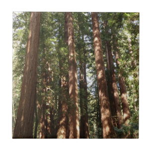 Carreau Jusqu'aux séquoias II à Muir Woods National Monume