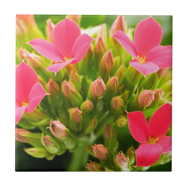 Carreau Kalanchoe blossfeldiana (Devant)