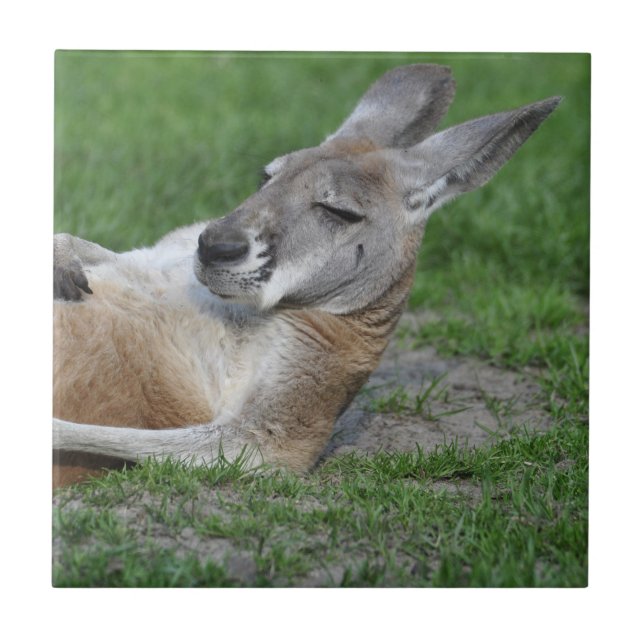 Carreau Kangaroo à dos (Devant)