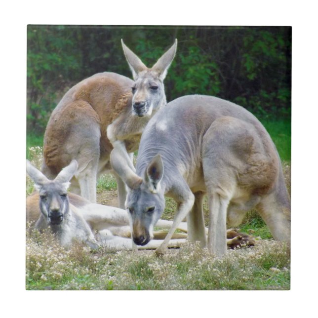 Carreau Kangourous australiens détendant au soleil (Devant)