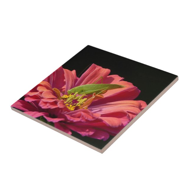 Carreau Katydid sur Zinnia (Côté)