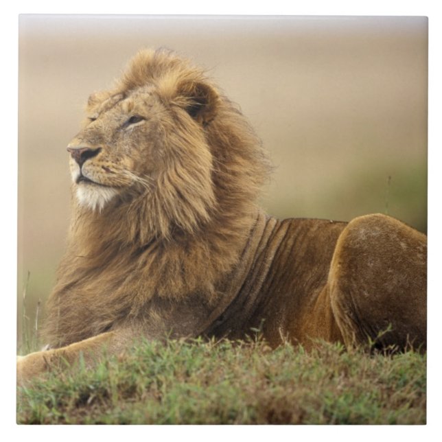 Carreau Kenya, Masai Mara | Lion mâle (Devant)