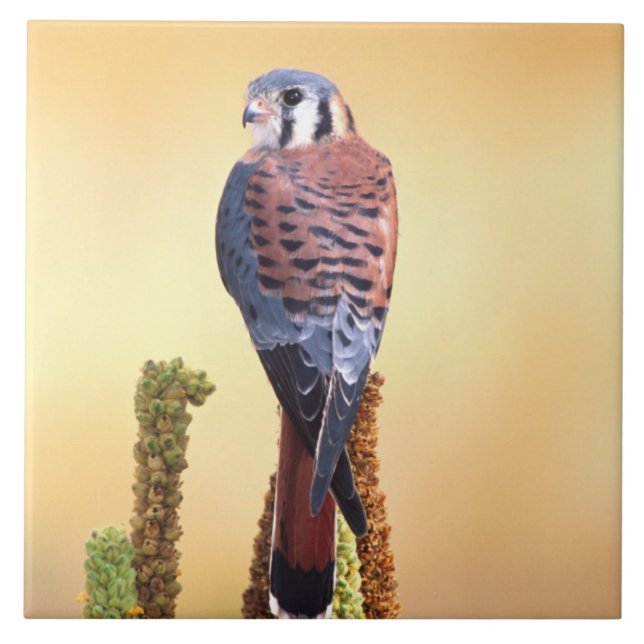 Carreau Kestrel, Falco sparverius, Native de US & Canada (Devant)