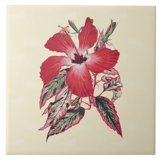 Carreau Ketmie rouge sur la tuile tropicale crème 6x6 (Devant)