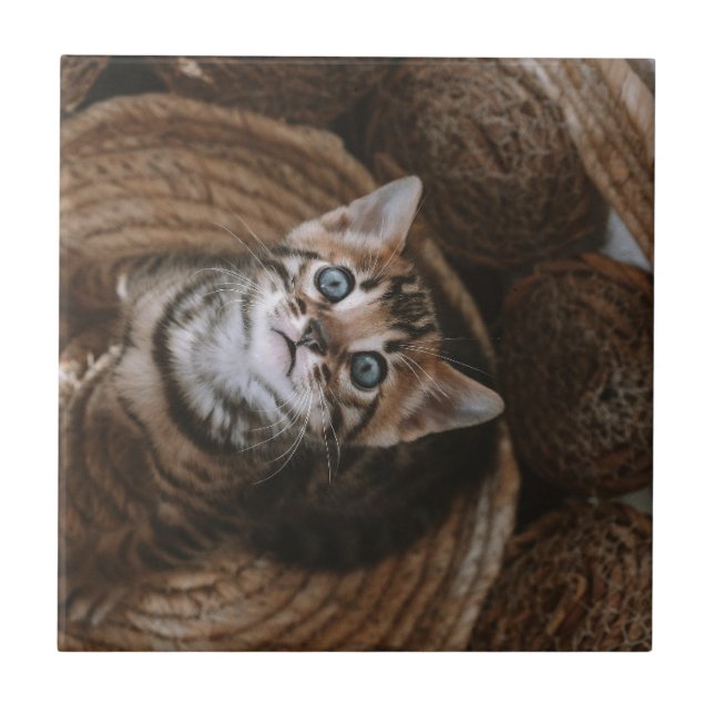 Carreau Kitten (Devant)