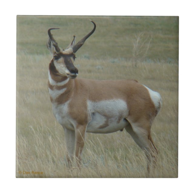 Carreau Klaxons tordus d'antilope d'A37 Pronghorn (Devant)