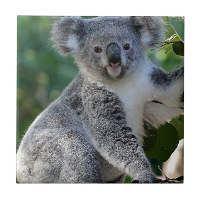 Carreau Koala australien câlin mignon (Devant)