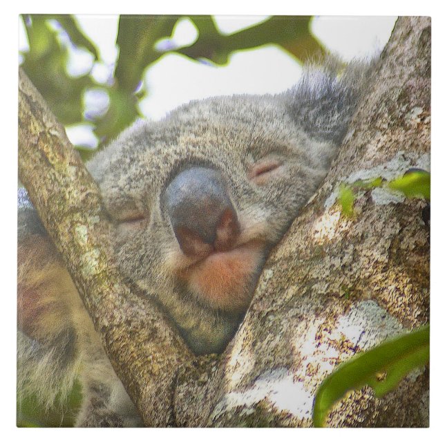 Carreau Koala Bear Napping (Devant)