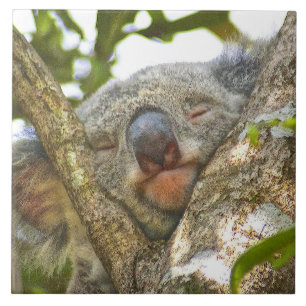 Carreau Koala faisant une sieste