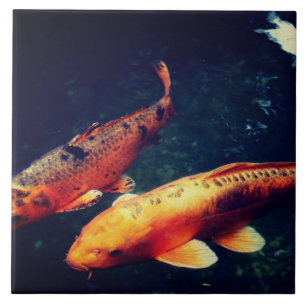 Carreau Koi