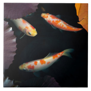 Carreau Koi trois élégant dans l'étang de nénuphar