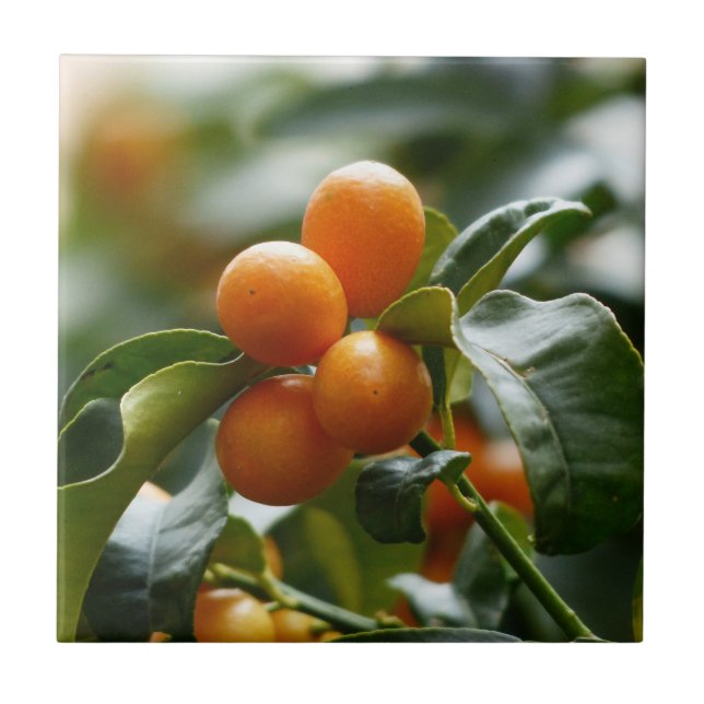 Carreau Kumquats sur Kumquat Tree Branch (Devant)
