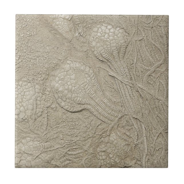 Carreau La collection fossile (Devant)