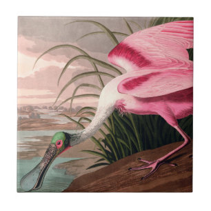 Carreau La faune des oiseaux d'Audubon de Spoonbill Roseat