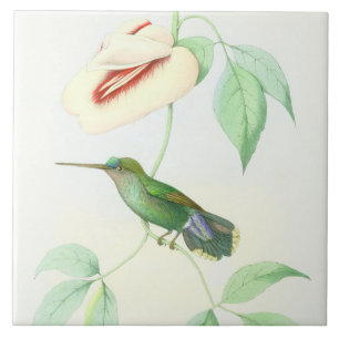 Carreau La faune d'oiseaux de colibri fleurit les animaux