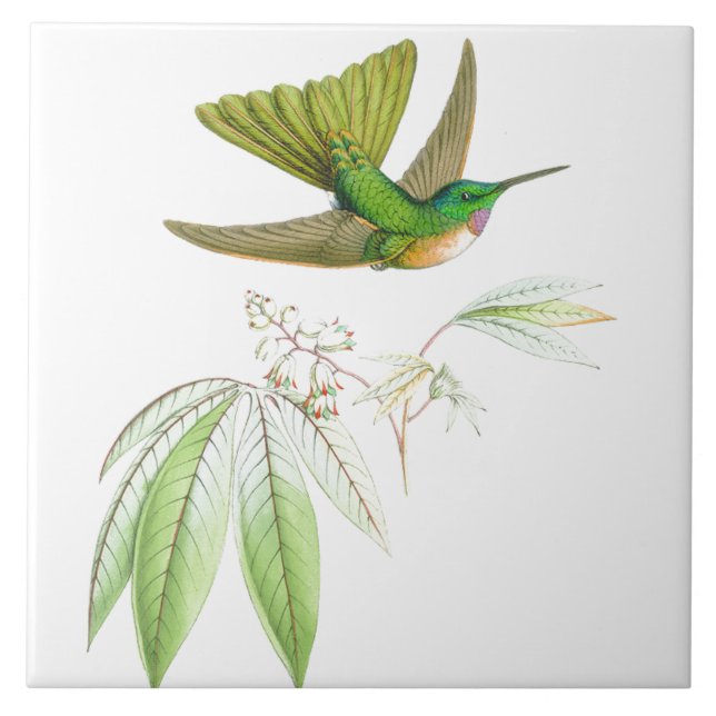 Carreau La faune d'oiseaux de colibri fleurit les animaux (Devant)