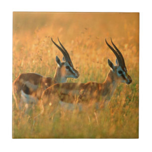 Carreau La gazelle de Thomson (Gazella Thomsonii) à l'aube