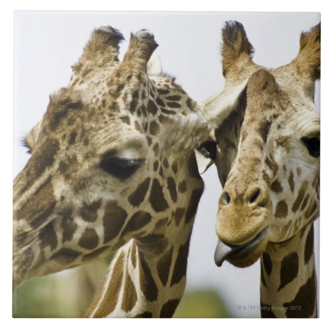 Carreau La girafe nommée est dérivée du mot arabe (Devant)