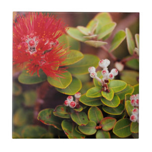 Carreau La Lehua S'Éclate Dans Les Volcans D'Hawaï