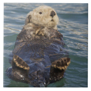 Carreau La loutre de mer joue sur les icebergs à Surprise 