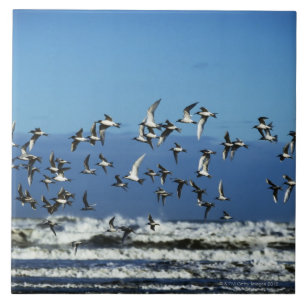 Carreau La Nouvelle Zélande, île du sud, mouettes volant