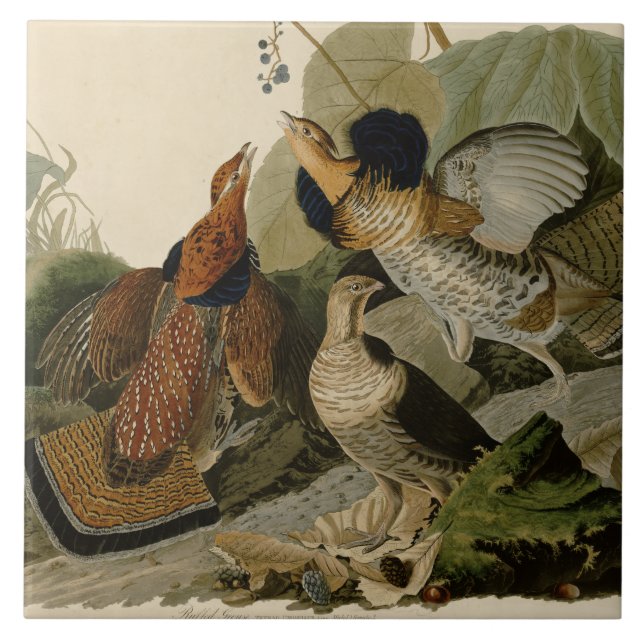 Carreau La peinture d'Audubon d'un trio de grouse de (Devant)
