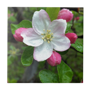 Carreau La pluie tombe sur une petite fleur