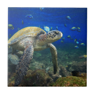 Carreau La tortue de mer verte sous l'eau Galapagos paradi