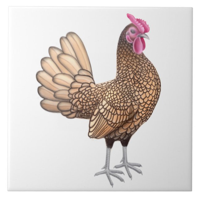 Carreau La tuile petite de coq de Sebright (Devant)