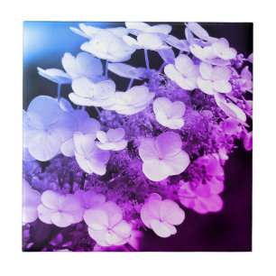 Carreau Lacecap Hydrangea Couleur Noir Et Blanc Tint 