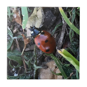 Carreau Lady Bug