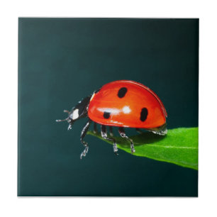 Carreau Ladybug