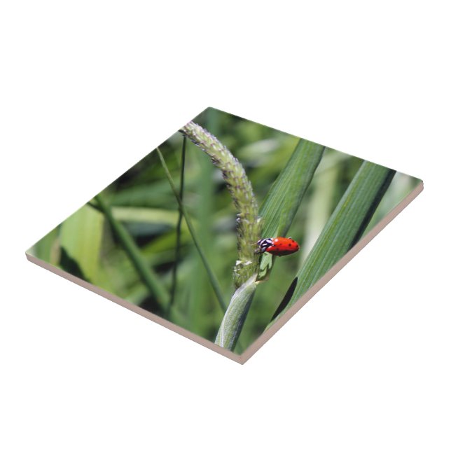 Carreau Ladybug (Coccinellidae) (Côté)