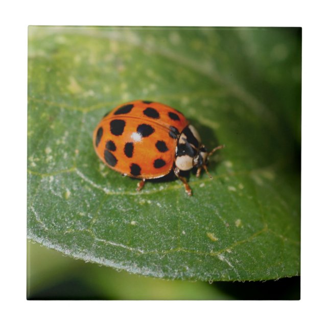 Carreau Ladybug sur la nature de la feuille (Devant)