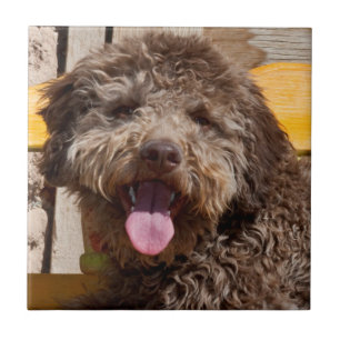 Carreau Lagotto Romagnolo Allongé Sur Un Banc En Bois