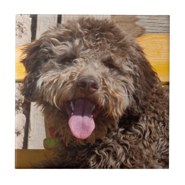 Carreau Lagotto Romagnolo Allongé Sur Un Banc En Bois (Devant)