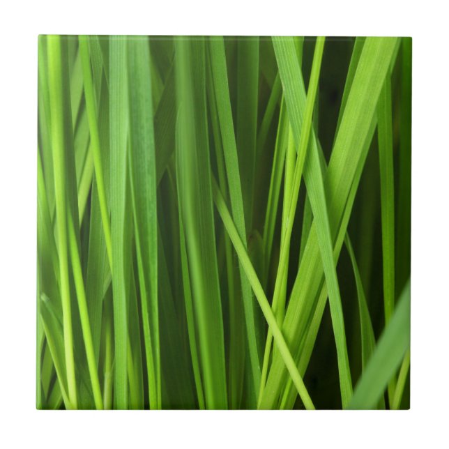 Carreau Lames d'herbe (Devant)