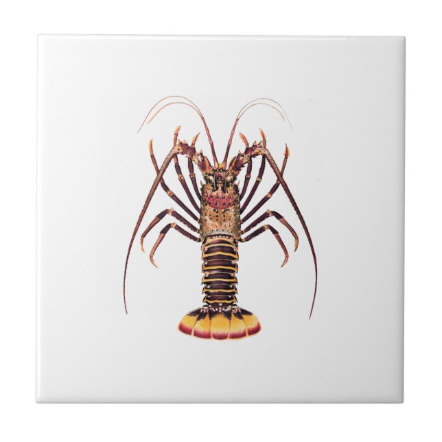 Carreau Langouste (de l'Asie et du Pacifique) (Devant)