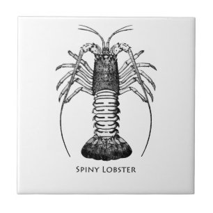 Carreau Langouste (la Californie)