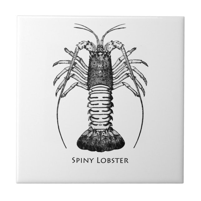Carreau Langouste (la Californie) (Devant)