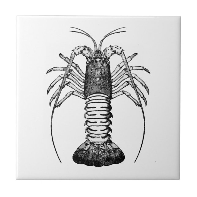 Carreau Langouste (la Californie) (Devant)