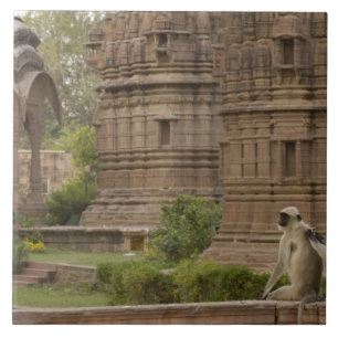 Carreau Langurs d'Hanuman ou langurs à face noire, communs