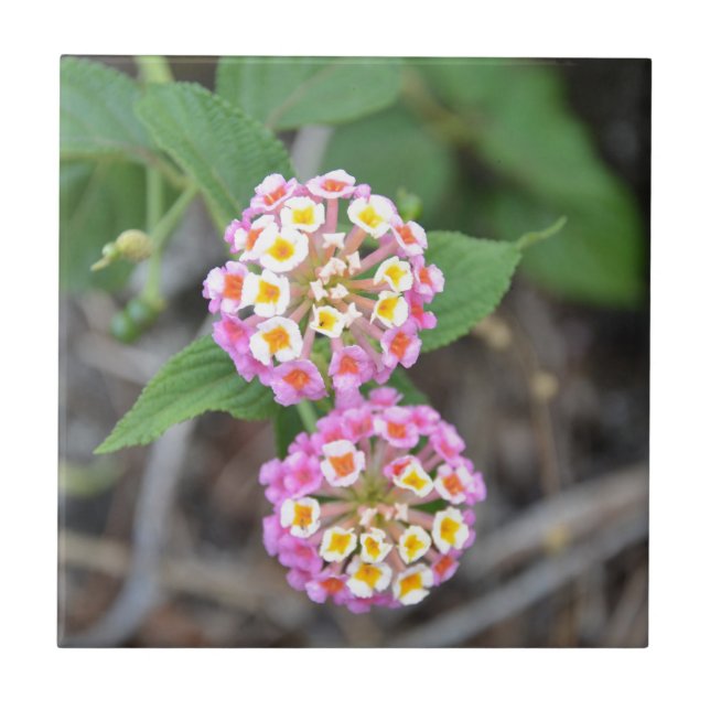 Carreau Lantana espagnol Camara de drapeau (Devant)