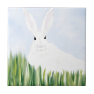 CARREAU LAPIN EN THE FIELD