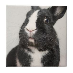 Carreau Lapin lapin noir et blanc Startted