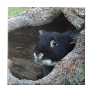 Carreau Lapin noir en creux d'un arbre