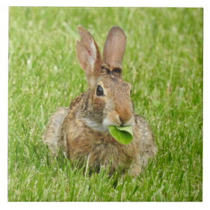 Carreau Lapin sauvage mangeant